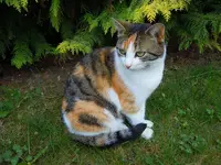 Mieze082.webp