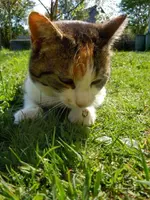 Mieze083.webp
