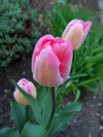 Tulpen003.webp
