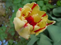 Tulpen004.webp