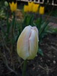 Tulpen005.JPG