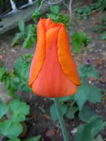 Tulpen006.webp