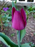 Tulpen007.JPG