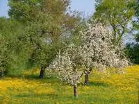 Frühling017.webp