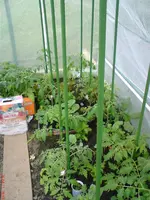 DSC00797.webp
