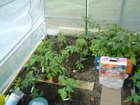 DSC00799.webp