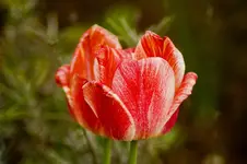 Blüten und Enten 26.4.11 (31 von 33).webp