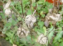 Abgebluehtes (7)v.webp