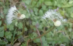 Pusteblume av.webp