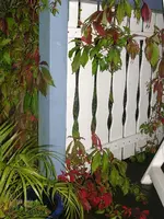 Pflanzen 023.webp