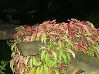 Pflanzen 025.webp