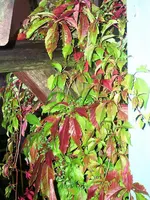 Pflanzen 026.webp