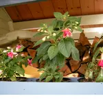 Garten Sommer 2008 014.webp
