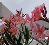 Garten Sommer 2008 024.webp