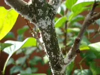 Fliedernahaufnahme.webp