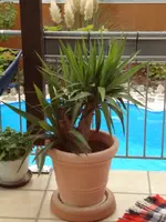 Yucca 6 Monate nach Radikalschlag.webp