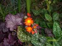 Orange.webp