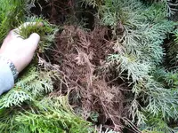 P1020133.webp
