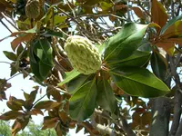 DSCN15131.webp