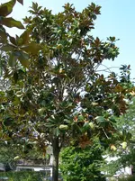 DSCN15121.webp