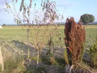 DSC02371.webp