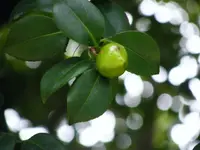 DSCF3275.webp