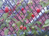 DSC00067.webp