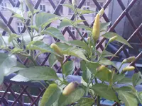 DSC00092.webp