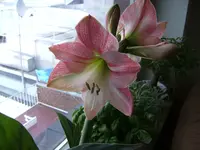 ama4.webp
