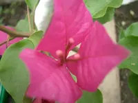 CIMG4139.webp
