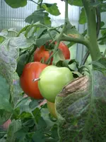 CIMG4151.webp