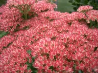 CIMG4168.webp