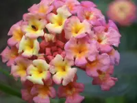 CIMG4169.webp