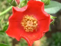CIMG4170.webp