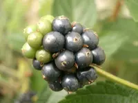 CIMG4184.webp