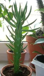 100_0990.webp