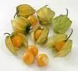 Physalis peruviana.webp