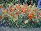 Physalis alkekengi.webp