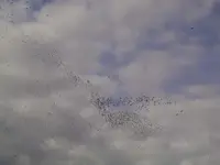 Vögel-3.webp