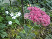 DSC00039.webp