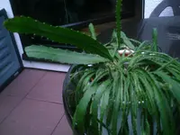 PIC00205.webp