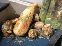 DSCN0492.webp