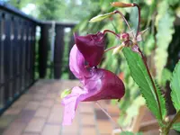 blumebestimm 002.webp