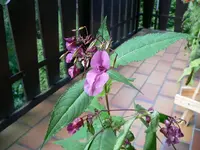blumebestimm 003.webp