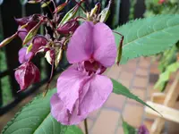 blumebestimm 004.webp