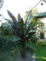 P1020144.webp