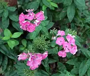 IMG_0994.webp