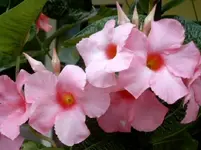 Garten 16.07.08 052.webp