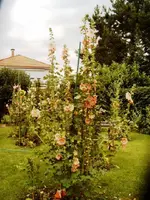 Garten 16.07.08 023.webp