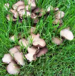 pilz01.jpg
